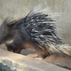 Illustration for article titled More Officers Were Fired for Killing Porcupines Than for Killing Breonna Taylor